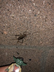 Gryllodes sigillatus