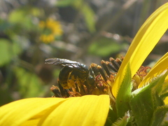 Protandrena aethiops