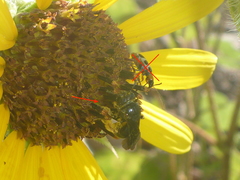 Protandrena aethiops