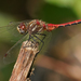 Striped Meadowhawk - Photo (c) Cameron Eckert, some rights reserved (CC BY-NC), uploaded by Cameron Eckert