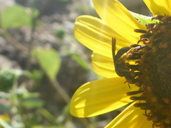 Protandrena aethiops