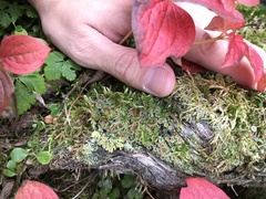 Psoroma hypnorum
