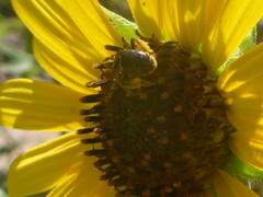 Protandrena aethiops