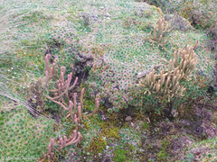 Phlegmariurus crassus