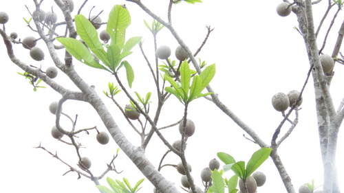 Genipap Tree