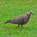 Red-eyed Dove - Photo (c) Igmar Grewar, some rights reserved (CC BY-NC)