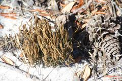 Selaginella arenicola