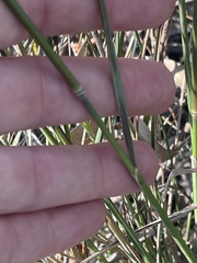 Austrostipa mollis