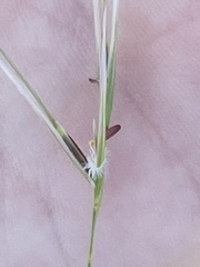 Austrostipa mollis