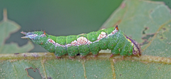 Hyparpax aurora