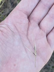Austrostipa mollis