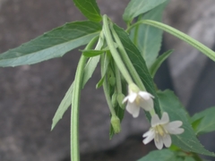 Epilobium pseudorubescens
