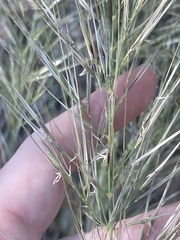 Austrostipa mollis