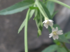 Epilobium pseudorubescens