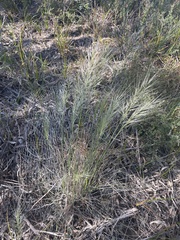 Austrostipa mollis