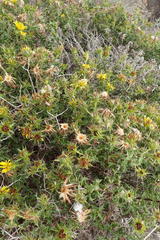 Cullumia setosa setosa