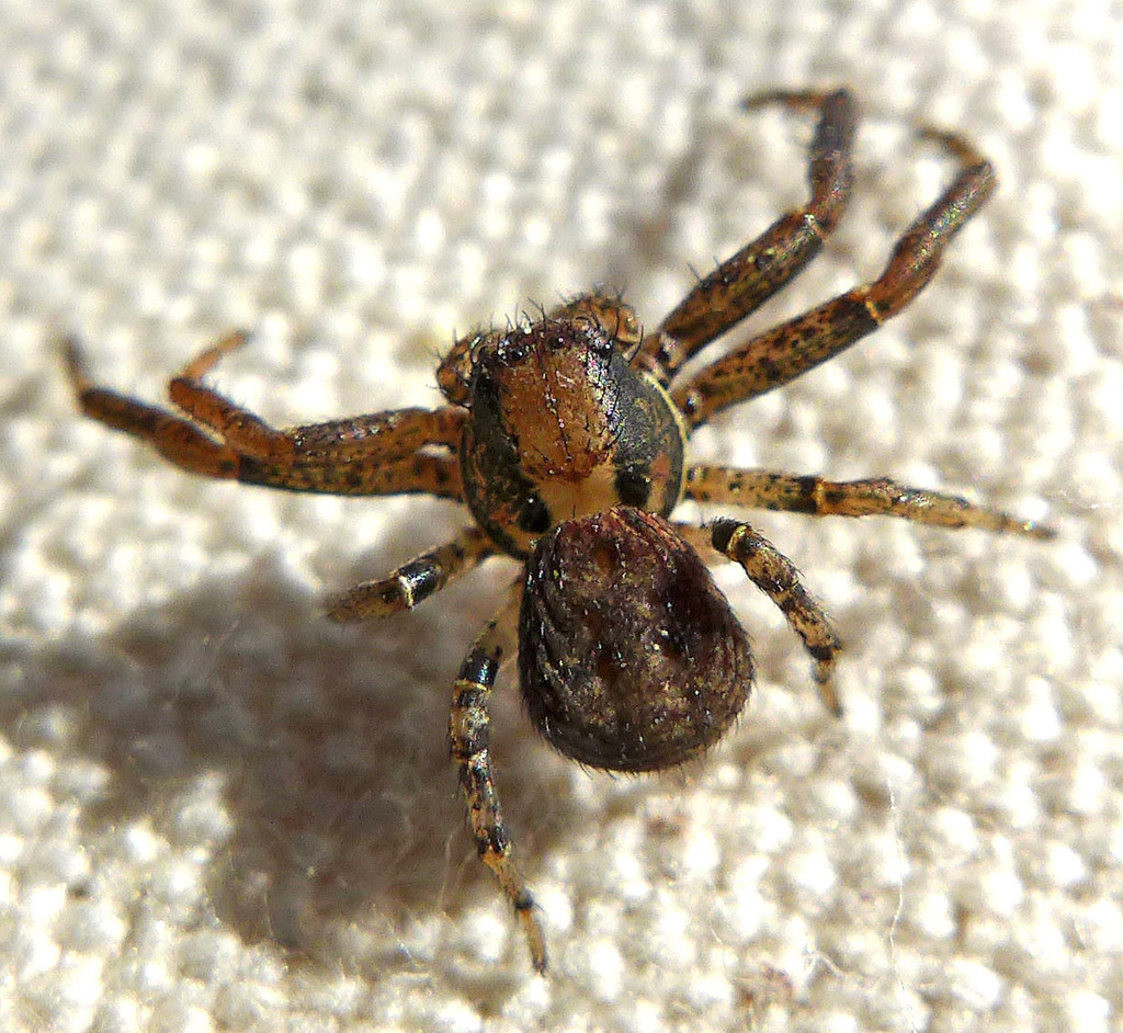 Montane Crab Spider