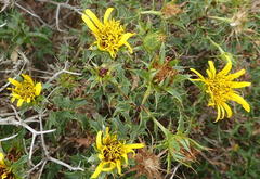 Cullumia setosa setosa