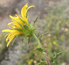 Cullumia setosa setosa