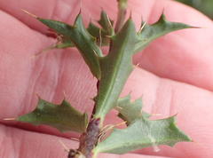 Cullumia setosa setosa