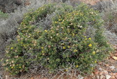 Cullumia setosa setosa