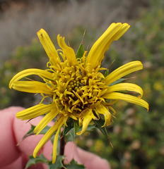 Cullumia setosa setosa