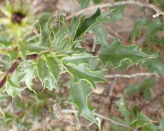 Cullumia setosa setosa