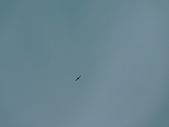 Ictinia mississippiensis