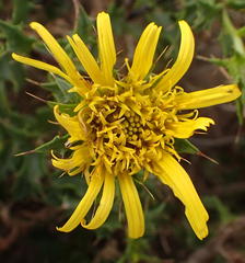 Cullumia setosa setosa