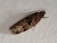 Barea melanodelta