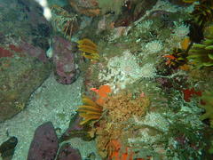 Anthostella stephensoni