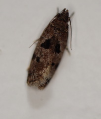 Barea melanodelta