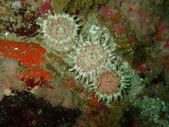 Anthostella stephensoni