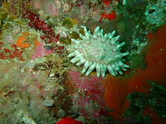 Anthostella stephensoni