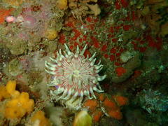 Anthostella stephensoni