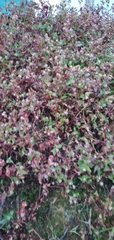 Persicaria capitata