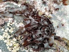 Pachymenia dichotoma