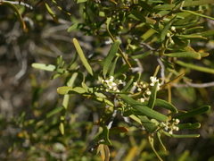 Geijera linearifolia