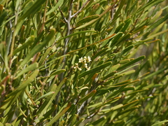 Geijera linearifolia