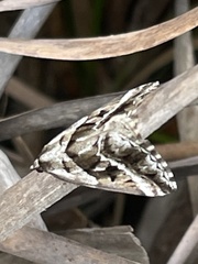 Dichromodes stilbiata