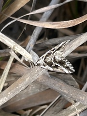 Dichromodes stilbiata