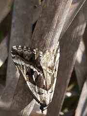 Dichromodes stilbiata