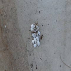 Eriococcus lagerstroemiae