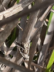 Dichromodes stilbiata