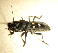 Ectomocoris quadrimaculatus