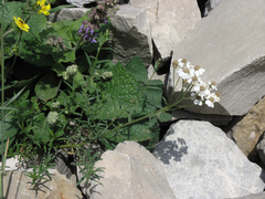 Achillea ptarmicifolia