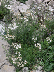 Achillea ptarmicifolia