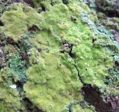 Coenogonium implexum