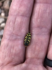 Acmaeodera decipiens