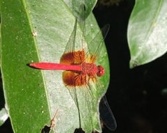 Dythemis maya